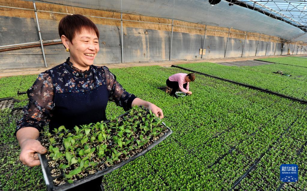 12月29日,山東省陽信縣翟王鎮南商村的蔬菜育苗溫室大棚裡,菜農在作業