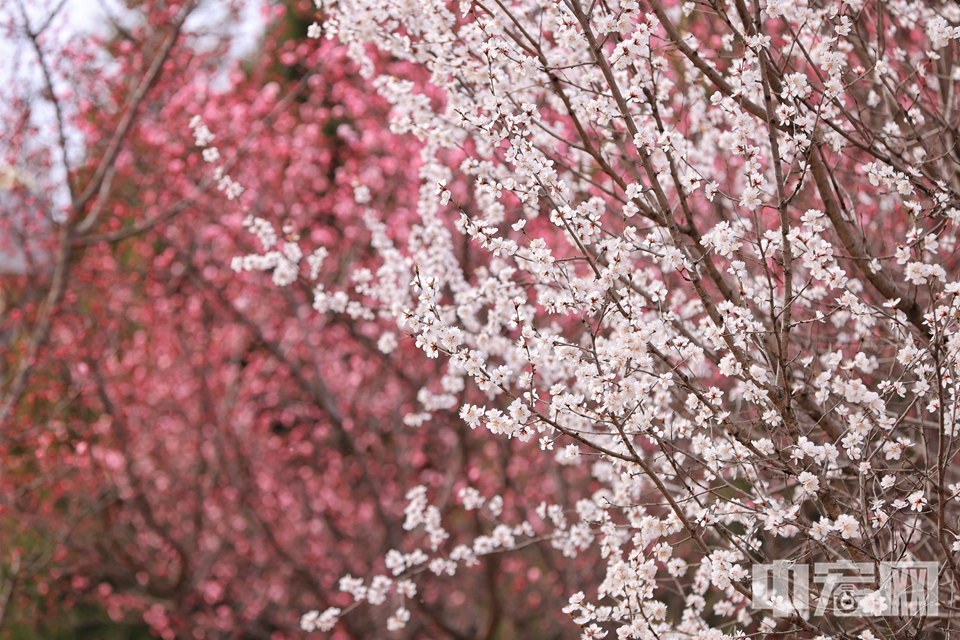 北京奥林匹克森林公园内的山桃花进入盛花期。 陈硕 摄