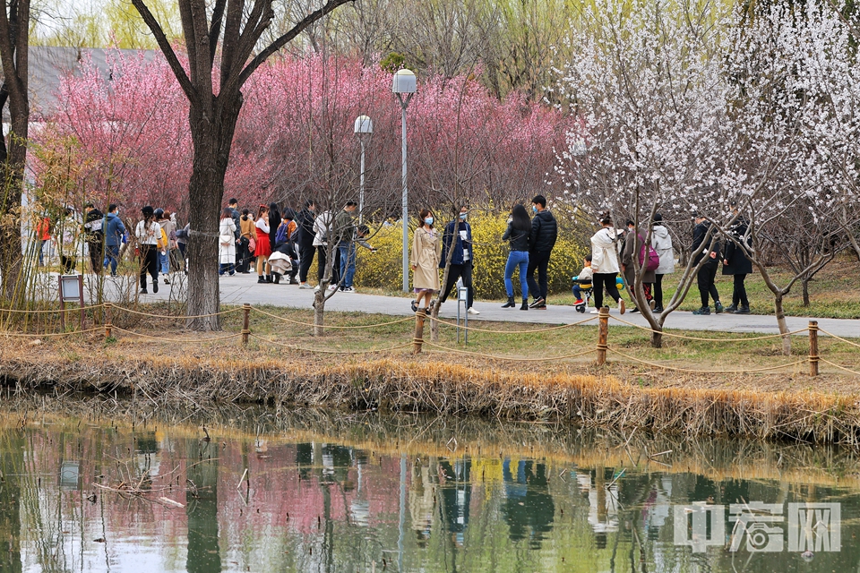北京奥林匹克森林公园内的山桃花进入盛花期。 陈硕 摄