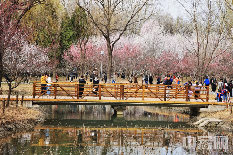 从3月中旬至5月中旬，近两个月的时间里，市民可以在奥林匹克森林公园内分批次欣赏到30余个品种、10万余株的春季花卉。 陈硕 摄