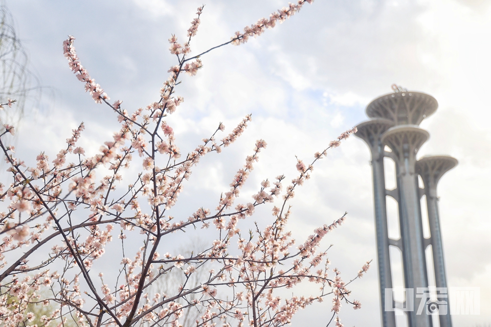 本周末，北京奥林匹克森林公园内的山桃花进入盛花期，吸引众多市民前来赏花踏春。 陈硕 摄