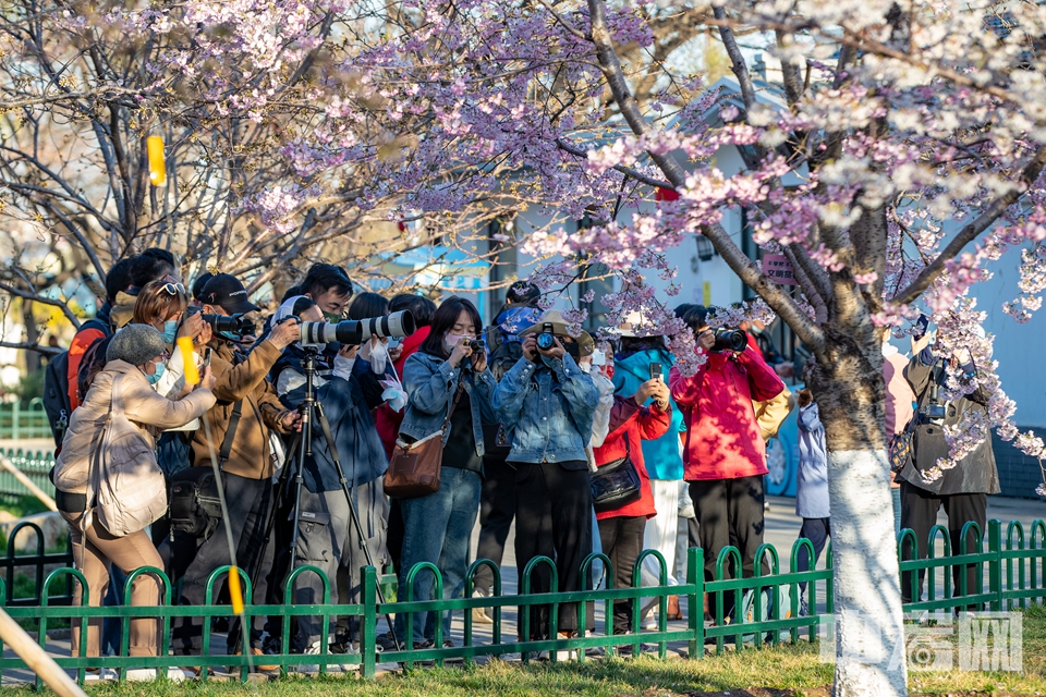 【玉渊潭公园】当然，除了满园的樱花，还有满园的游客和摄影镜头。（3月31日摄） 中宏网记者 康书源 摄