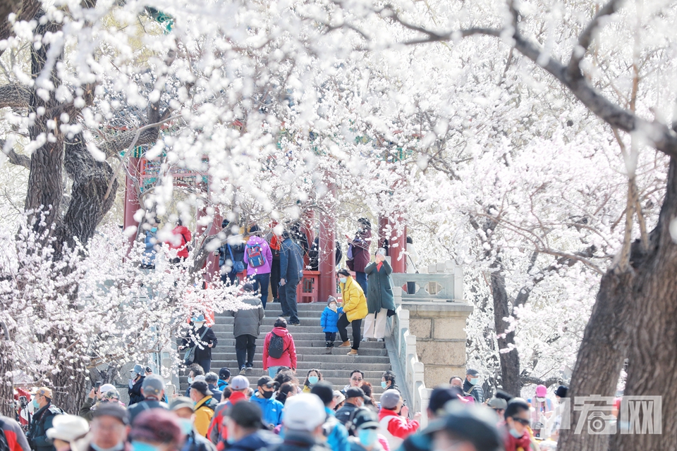 【颐和园】如果你在北京，或是有身在北京的朋友，那么颐和园一定会经常出现在朋友圈中。图为颐和园西堤盛放的山桃花。（3月21日摄） 陈硕 摄