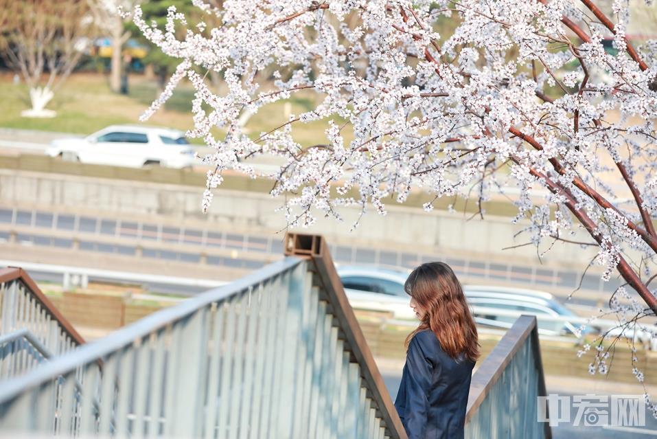 【阜成门桥】如果留意街头，也许同样会发现盛开的春色。图为北京西二环阜成门桥头的山桃花在阳光下盛放，白色、粉色的花朵在和煦的风中微微摇曳。 （3月20日摄） 陈硕 摄