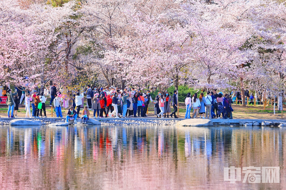 玉淵潭公園早櫻進入盛開季