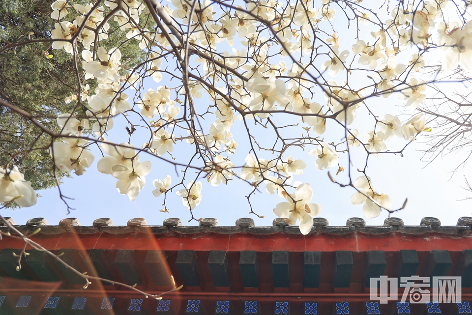 北京大觉寺古玉兰图片