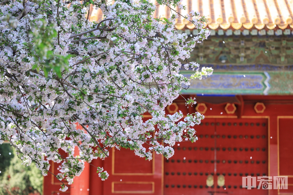 故宫春花进入最佳观赏期风吹花落如同花瓣雨