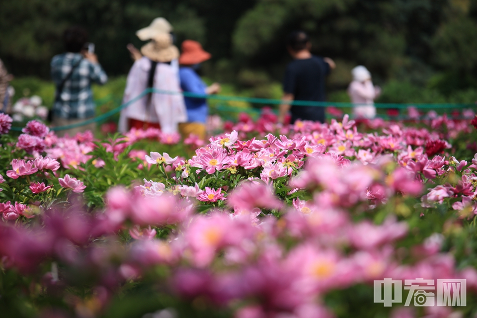 5月17日，北京天坛公园内金灿灿、红艳艳的牡丹花、芍药花和遍地盛开的“二月兰”、野菊花，将初夏的天坛公园装扮的色彩斑斓。游人行走在花间小道，宛如人在画中游。 陈硕 摄