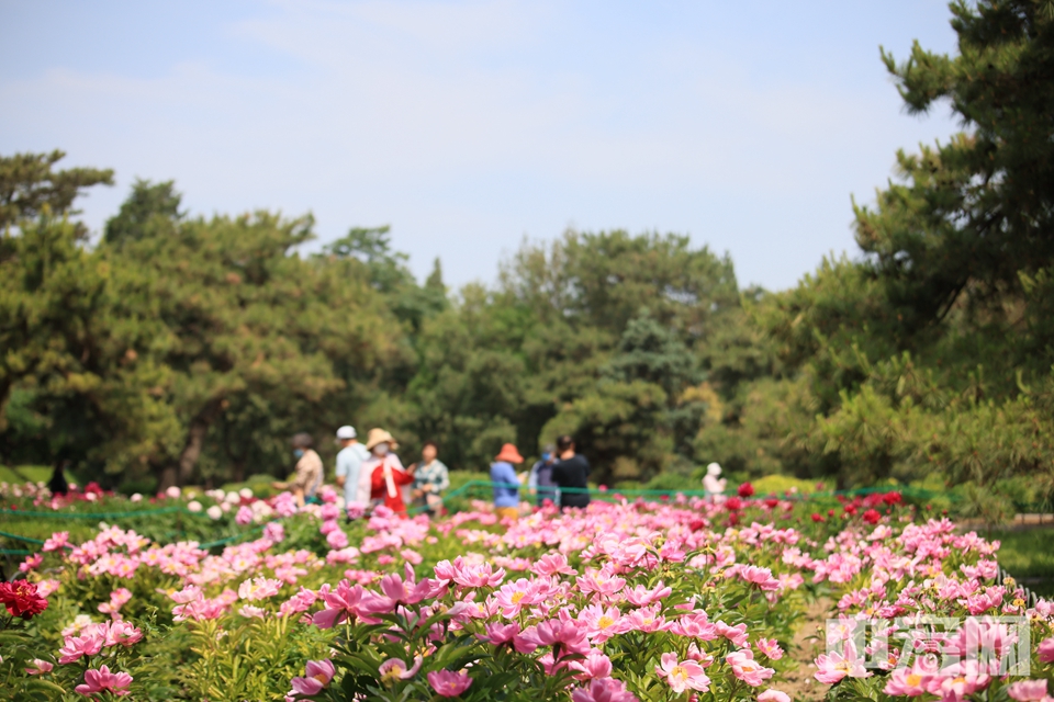 北京天坛公园内金灿灿、红艳艳的牡丹花、芍药花和遍地盛开的“二月兰”、野菊花，将初夏的天坛公园装扮的色彩斑斓。 陈硕 摄