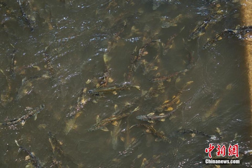 成群的湟魚沿著青海湖入湖河流逆流而上,到上游淡水河產卵.