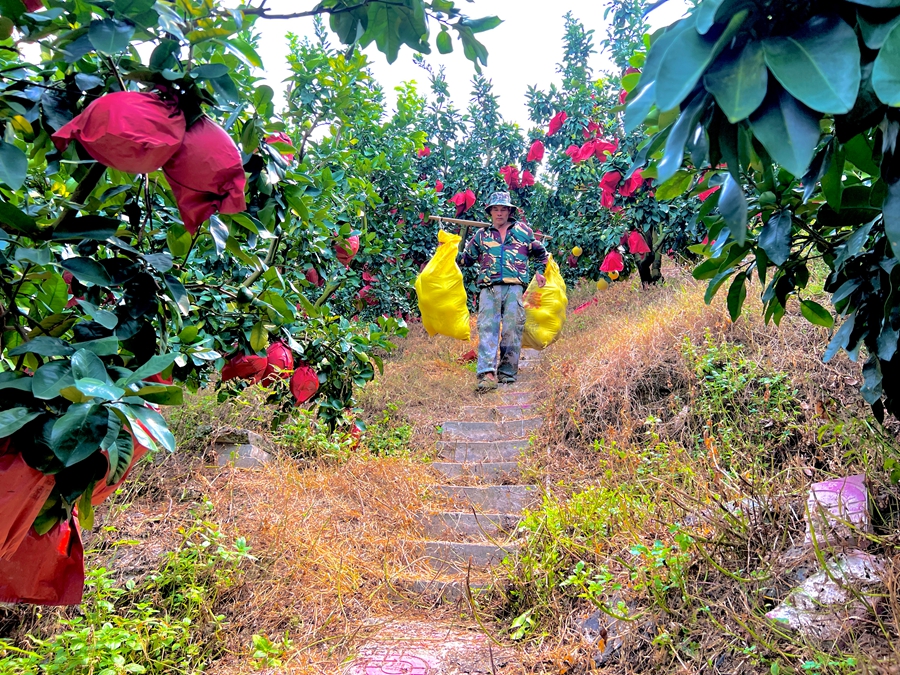 在产季,果农们将柚子采摘后挑下山  摄影 老孔jpg