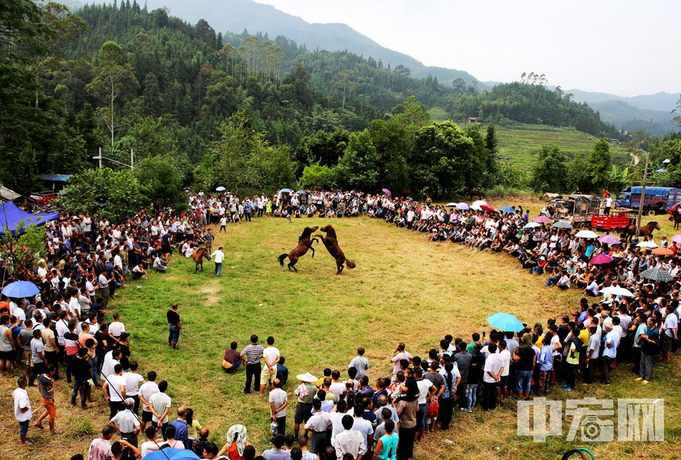 優(yōu)秀獎(jiǎng)作品《斗馬慶豐收》（組照）。龍濤 攝