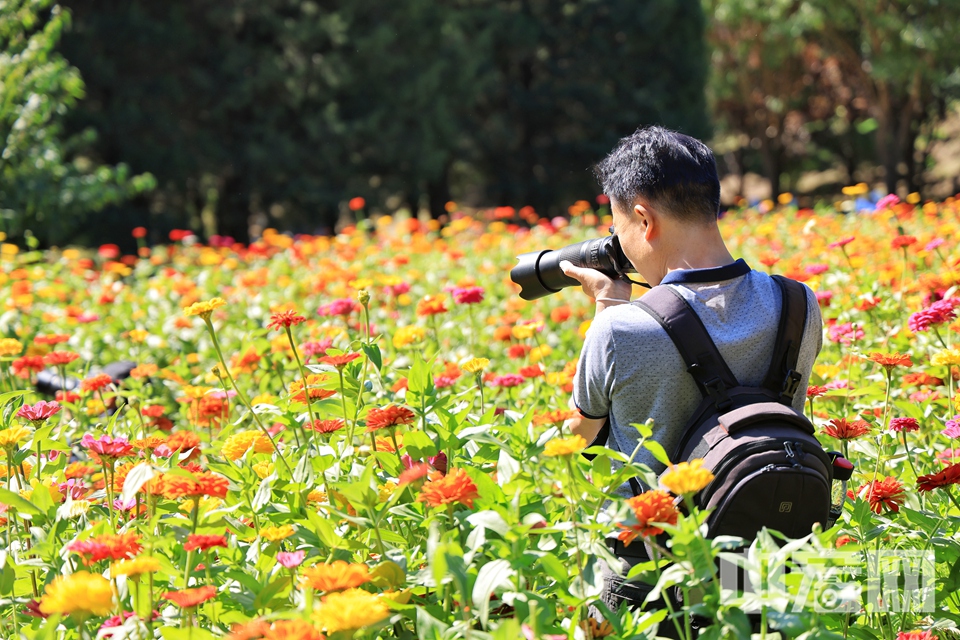 游客欣赏百日菊。 陈硕 摄