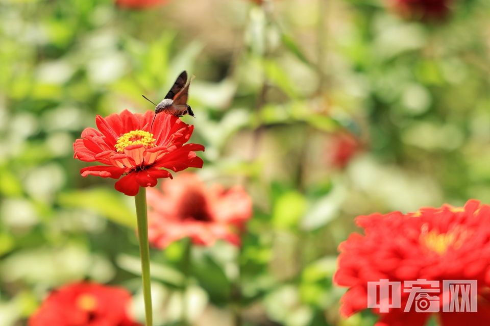 百日菊花开正好。 陈硕 摄