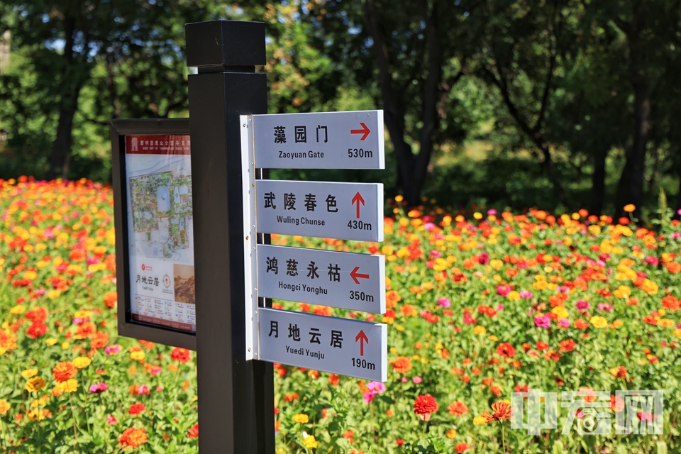 在圆明园遗址公园藻园景区，百日菊花开正好，尽情演绎秋日浪漫。 陈硕 摄