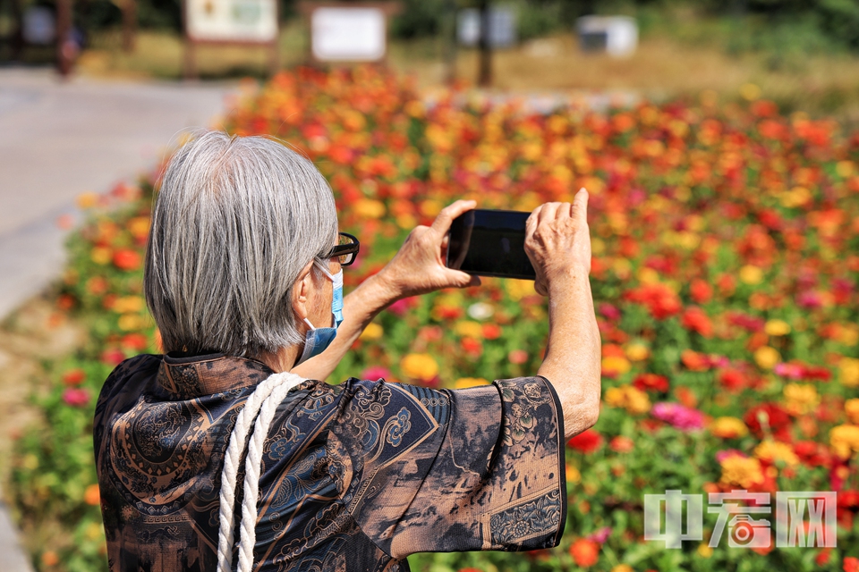 游客欣赏百日菊。 陈硕 摄