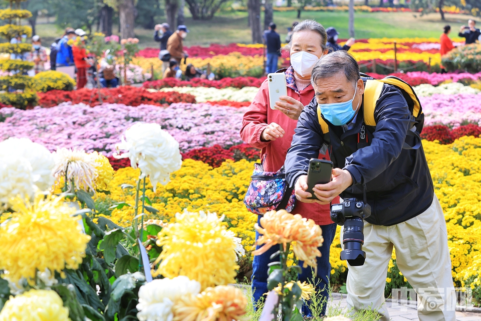 10月12日，国家植物园“菊映芳华”菊花展吸引不少市民前往赏花、拍照。据国家植物园相关工作人员介绍，此次展览呈“三点一线”格局，包括核心展区、独本菊展区、东南门花坛展区三处景点以及花境一线。核心展区位于科普馆西侧，精心布置了主题小菊花海“菊映芳华”，集中展示小菊、艺菊等我园职工自己栽培养育的多种菊花，同时还布置了以塔菊、大立菊等菊艺造型为主的景点“菊艺荟萃”；南侧对称轴线展示了龙菊造型大道“菊沁龙吟”，与“凤鸣盛世”立体花坛组合，代表了“龙凤呈祥”的美好寓意；在山桃花溪处还利用悬崖菊、多头菊等布置了“菊漾花溪”的亲水景观。陈硕 摄