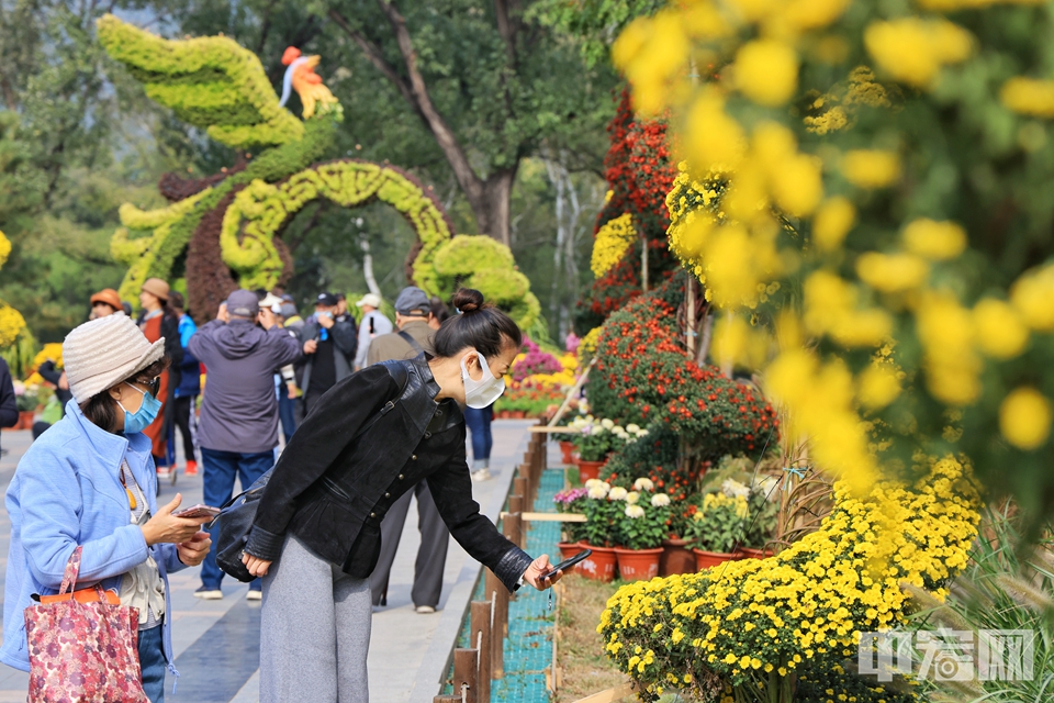 10月12日，国家植物园“菊映芳华”菊花展吸引不少市民前往赏花、拍照。据国家植物园相关工作人员介绍，此次展览呈“三点一线”格局，包括核心展区、独本菊展区、东南门花坛展区三处景点以及花境一线。陈硕 摄