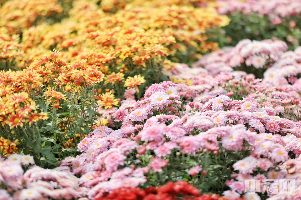 10月12日，国家植物园“菊映芳华”菊花展吸引不少市民前往赏花、拍照。据国家植物园相关工作人员介绍，此次展览呈“三点一线”格局，包括核心展区、独本菊展区、东南门花坛展区三处景点以及花境一线。陈硕 摄