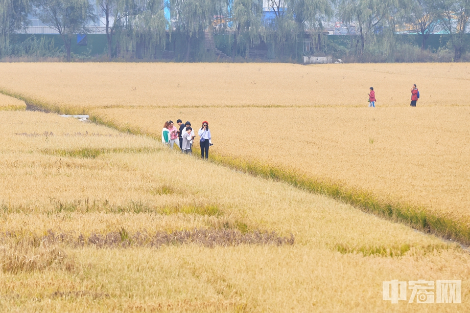 10月13日，在海淀区上庄镇西马坊御稻种植基地，一片片水稻长势喜人，随着成熟期的临近，水稻颜色愈发金黄，吸引不少市民驻足观看或拍照记录。陈硕 摄