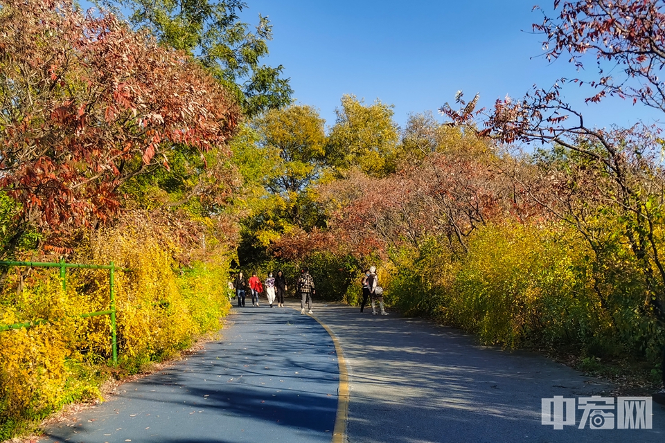 10月23日，北京奥林匹克森林公园，赏一场斑斓秋色。中宏网记者 康书源 摄