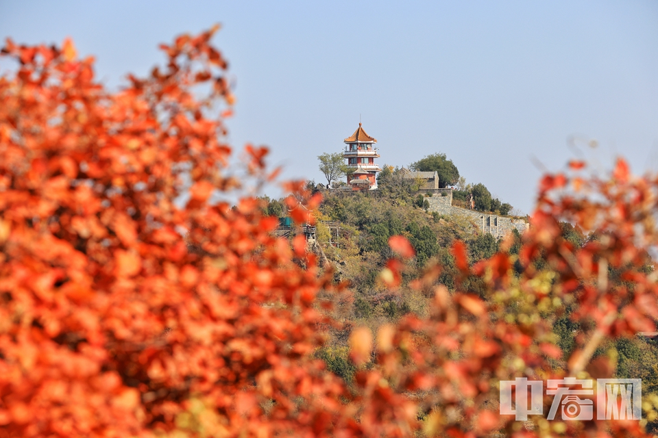 金秋十月，北京最美的季节也随之而来。从本周开始，京城公园彩叶树种进入最佳观赏期，呈现出黄、橙、红、绿叠加的多彩景色。图为10月24日，百望山森林公园。陈硕 摄