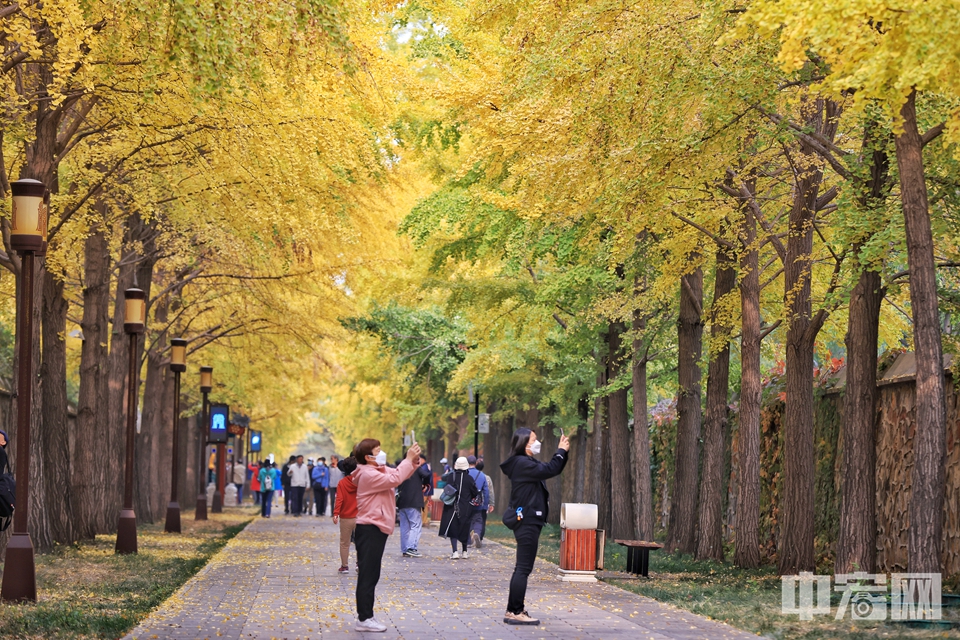 10月26日，圆明园三园交界至西洋楼遗址西口近千米的“银杏大道”进入最佳观赏期。陈硕 摄