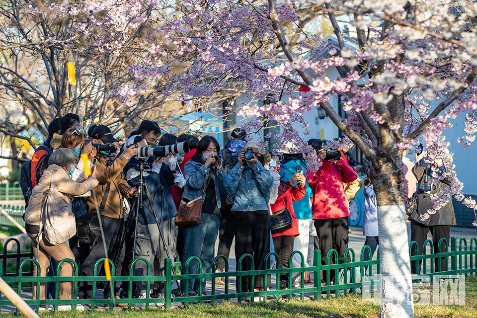3月31日，北京玉渊潭樱花节迎观赏高峰，烂漫樱花如云似霞，吸引不少市民游客前往观赏。