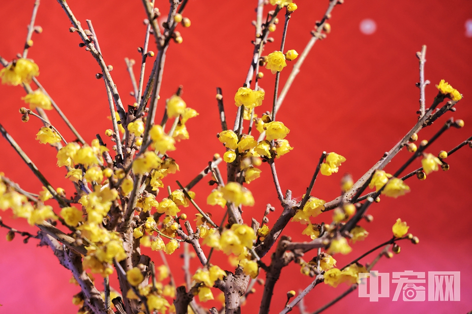 1月18日，颐和园第十二届“傲骨幽香”梅花、蜡梅迎春文化展开展。十余个品种的百余盆梅花、腊梅等植物盆景飘来阵阵幽香。 陈硕 摄
