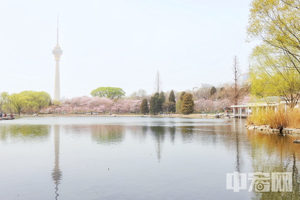 北京玉渊潭公园“早樱报春”景区内的杭州早樱已是满树繁花，放眼望去，纯粹柔美的粉白色，如梦如幻，令人陶醉。 陈硕 摄