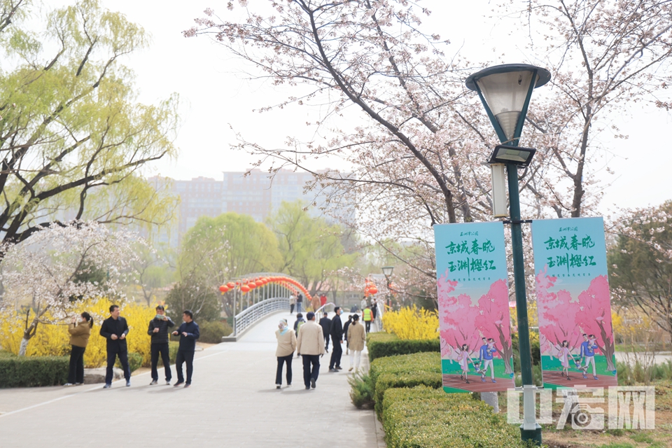 北京玉渊潭公园“早樱报春”景区内的杭州早樱已是满树繁花，放眼望去，纯粹柔美的粉白色，如梦如幻，令人陶醉。 陈硕 摄
