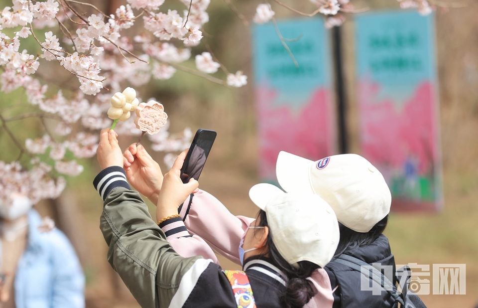 在赏花过程中文明赏花、安全游园。共同营造良好生态环境和有序的游园秩序。 陈硕 摄