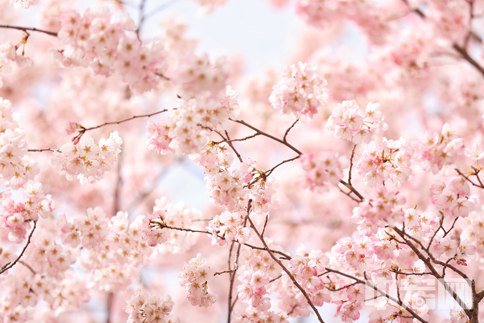 3月22日，北京玉渊潭公园“早樱报春”景区内的杭州早樱已是满树繁花，放眼望去，纯粹柔美的粉白色，如梦如幻，令人陶醉。 陈硕 摄