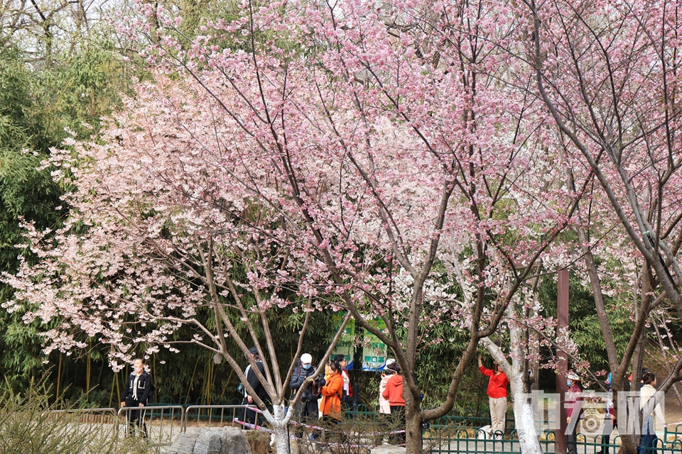 在公园樱花园、玉渊春秋、南山观樱等景区内，姿态婀娜的垂枝樱、轻盈秀美的彼岸类和纯净雅致的吉野类等早樱品种也已陆续开放，预计本周末起将进入早樱的观赏期。 陈硕 摄