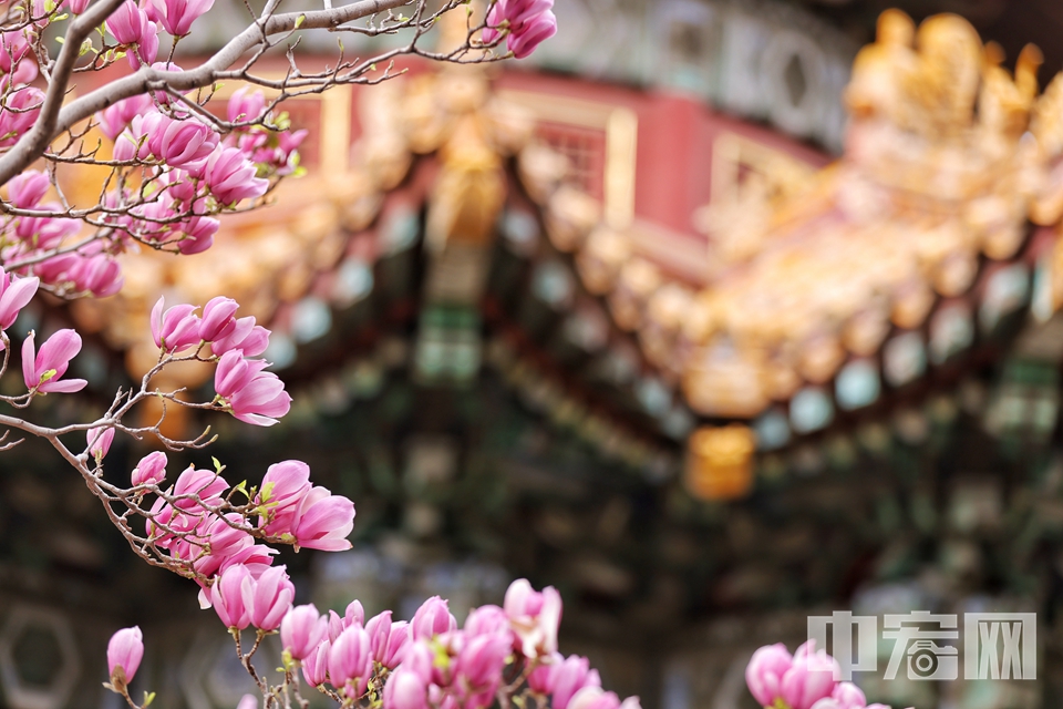 4月7日，故宫内春花盛开，海棠、丁香、梅花相继登场，古老的宫殿春意盎然。