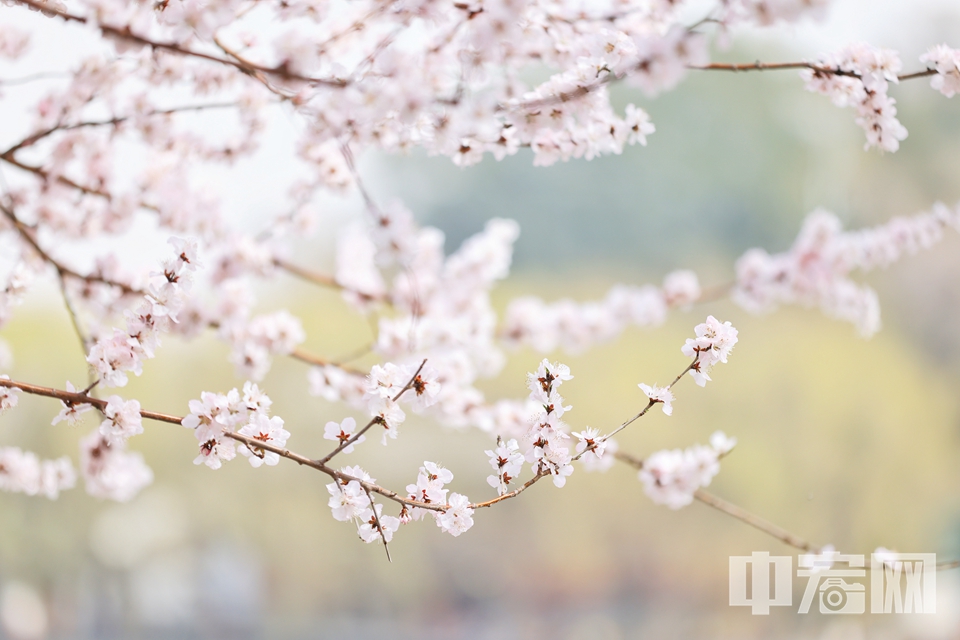 3月10日，北海公园山桃花绽放。