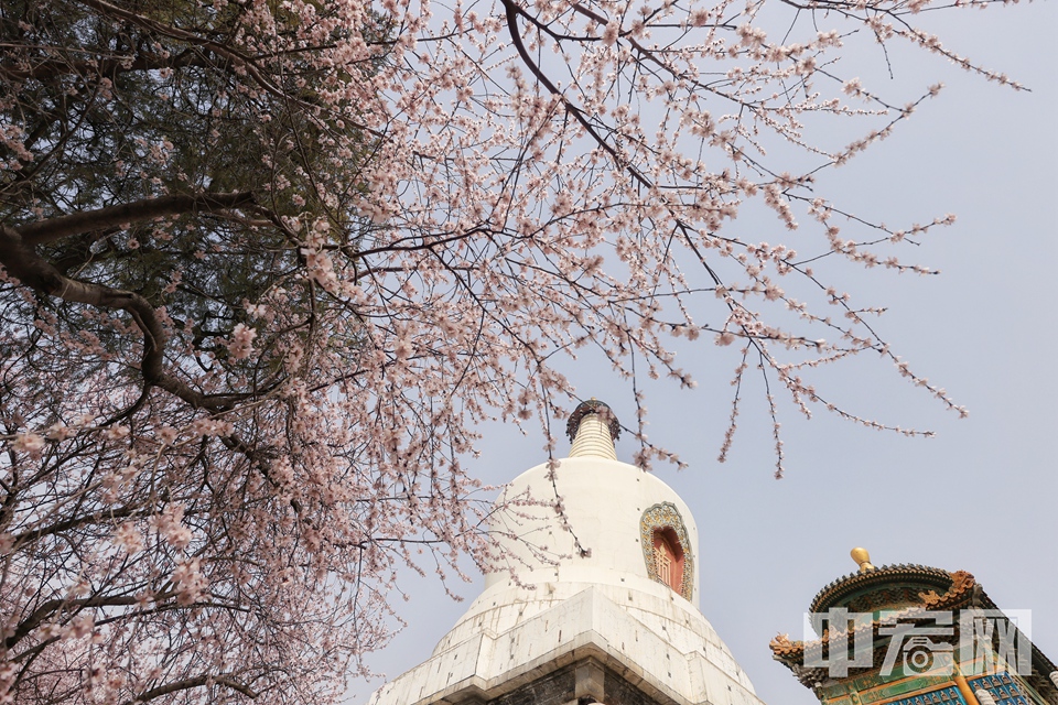 3月10日，北海公园山桃花绽放。