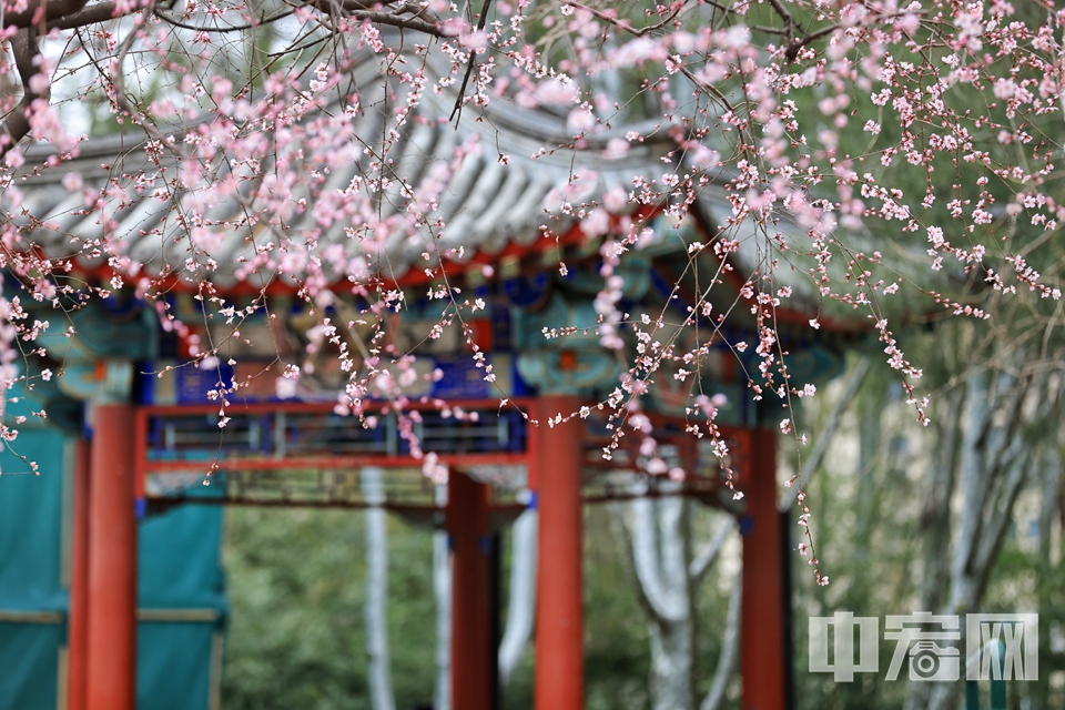 3月11日，北京紫竹院公园的山桃花、梅花、迎春花等依次绽放。