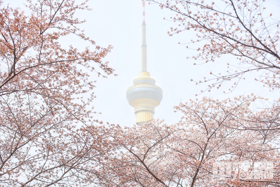 3月22日，北京玉渊潭公园“早樱报春”景区内的杭州早樱与远处的中央电视塔。