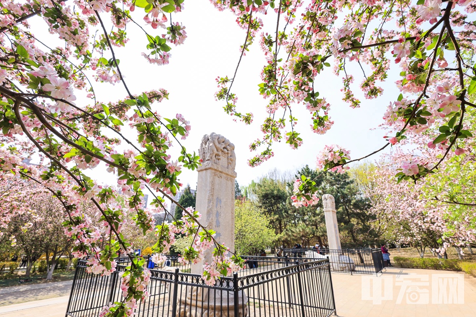 3月31日，北京元大都遗址公园海棠盛放。