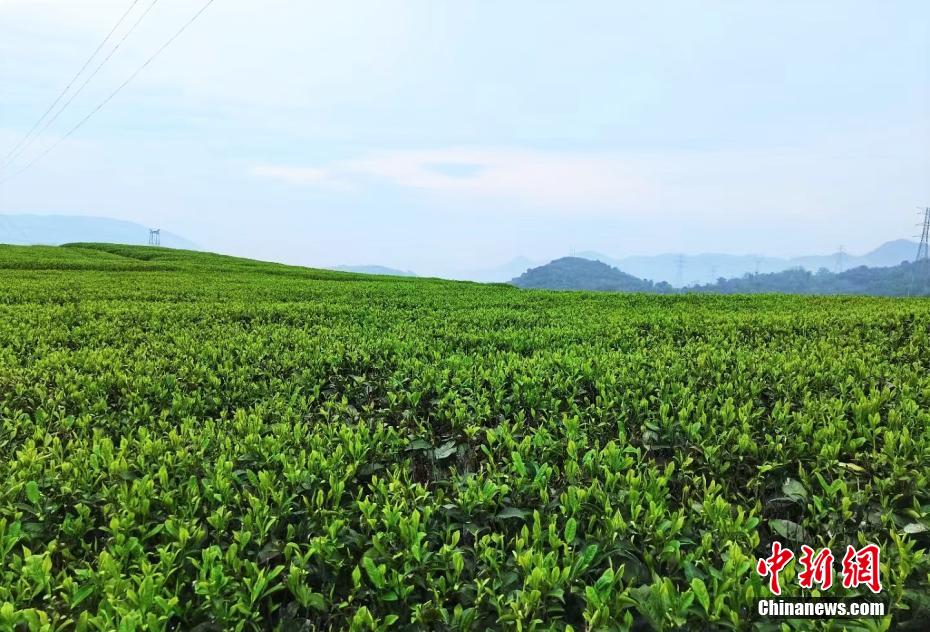 连日来，福建省宁德福鼎市白琳镇的“白琳工夫”红茶新茶迎来制作上市高峰期。作为闽红三大工夫茶之一，“白琳工夫”红茶历史悠久，具有300多年的历史，曾获巴拿马博览会金奖，在国内外享有盛誉。历史上，白琳镇曾沿街开设36家茶馆，是闽东茶叶贸易集散地，拥有浓厚的茶史文化。目前，白琳镇茶叶种植面积4.3万余亩，年产茶叶约5000吨，产值达到6亿多元。 李骁 摄