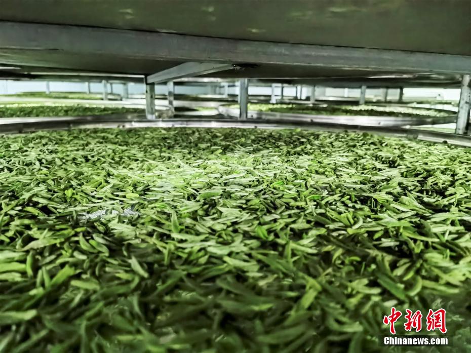 “白琳工夫”红茶十分注重茶叶采摘嫩度。 李骁 摄