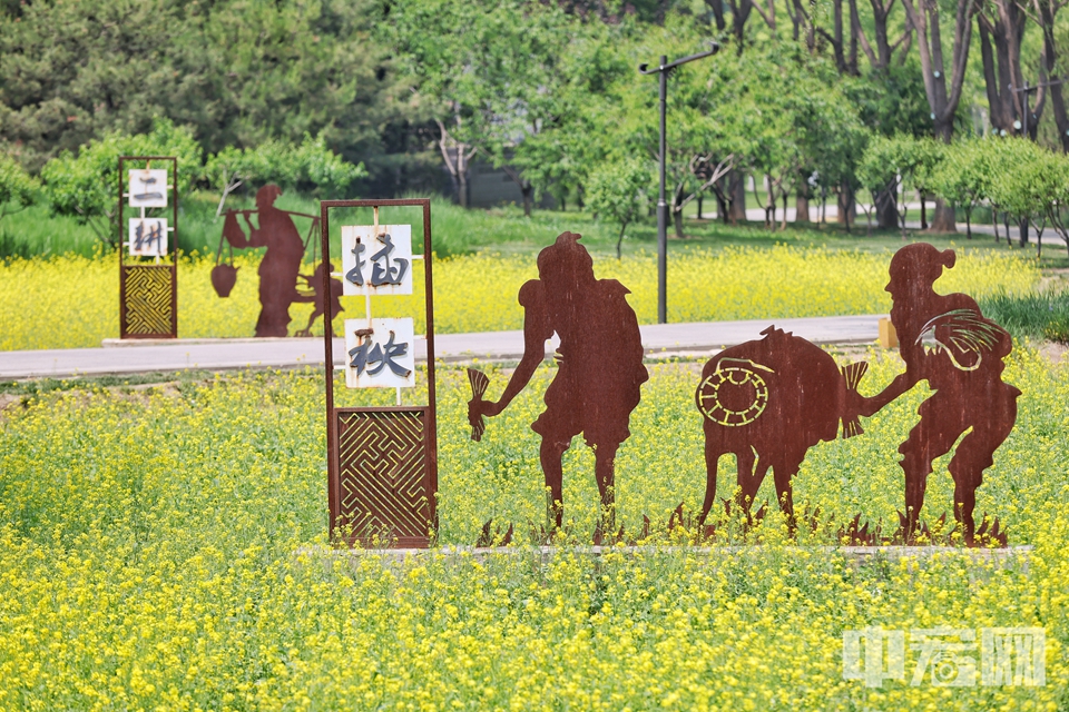 5月15日，微风中，海淀北坞公园成片的油菜花微微律动。漫步在花海间，可以看到成群的蜜蜂在花丛中飞舞，市民游客享受着迷人风景，纷纷按下相机快门，拥抱这抹属于夏季的活力色彩。陈硕 摄