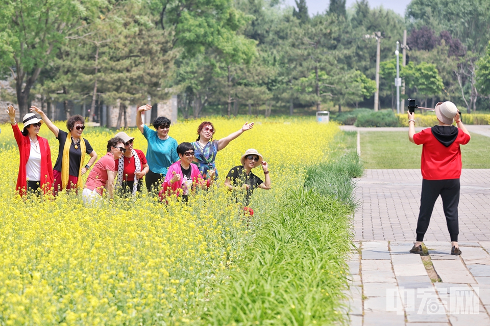 5月15日，微风中，海淀北坞公园成片的油菜花微微律动。漫步在花海间，可以看到成群的蜜蜂在花丛中飞舞，市民游客享受着迷人风景，纷纷按下相机快门，拥抱这抹属于夏季的活力色彩。陈硕 摄