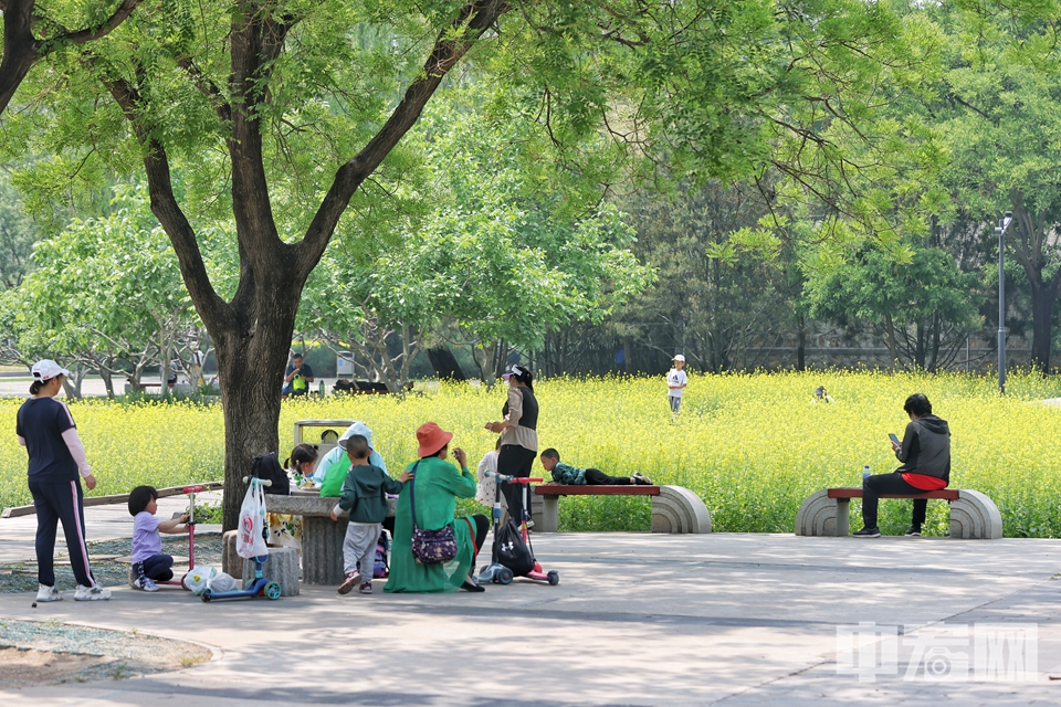 5月15日，微风中，海淀北坞公园成片的油菜花微微律动。漫步在花海间，可以看到成群的蜜蜂在花丛中飞舞，市民游客享受着迷人风景，纷纷按下相机快门，拥抱这抹属于夏季的活力色彩。陈硕 摄