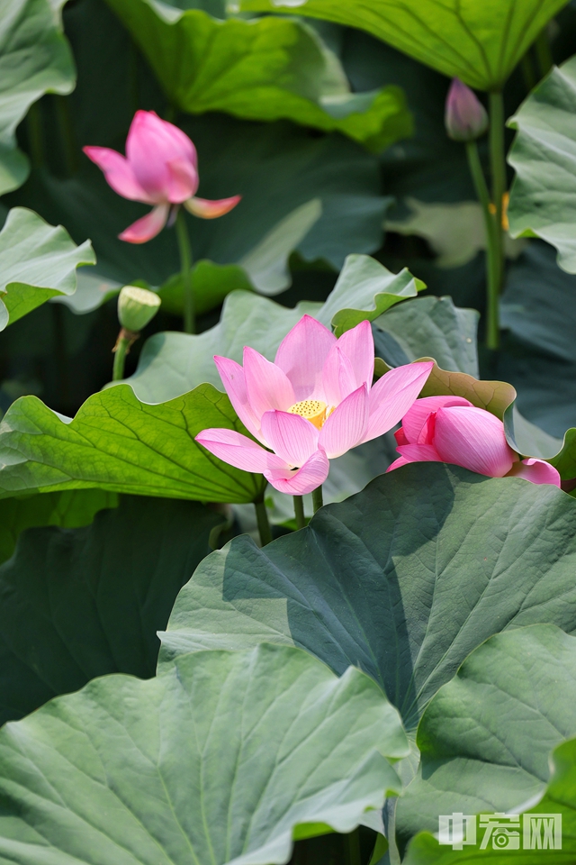 6月26日，北京海淀区上庄水库西侧，两个紧邻的荷塘中荷花盛开，中间半月形的拱桥横跨水面，如诗如画。仿佛一处世外桃源。 陈硕 摄