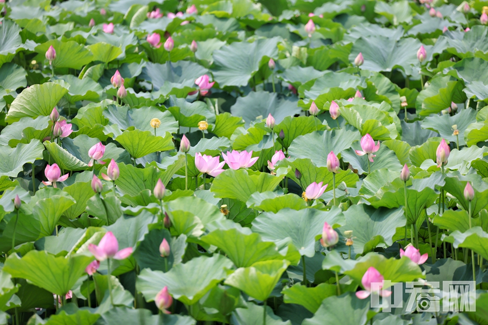 6月26日，北京海淀区上庄水库西侧，两个紧邻的荷塘中荷花盛开，中间半月形的拱桥横跨水面，如诗如画。仿佛一处世外桃源。 陈硕 摄