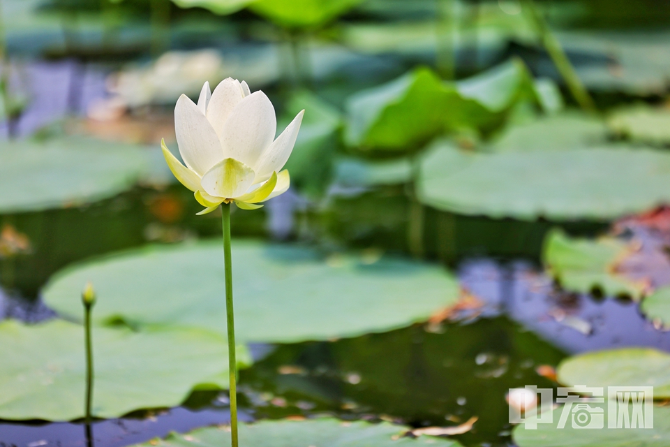 6月26日，北京海淀区上庄水库西侧，两个紧邻的荷塘中荷花盛开，中间半月形的拱桥横跨水面，如诗如画。仿佛一处世外桃源。 陈硕 摄