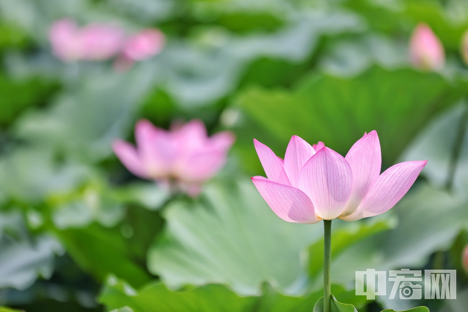 6月26日，北京海淀区上庄水库西侧，两个紧邻的荷塘中荷花盛开，中间半月形的拱桥横跨水面，如诗如画。仿佛一处世外桃源。 陈硕 摄