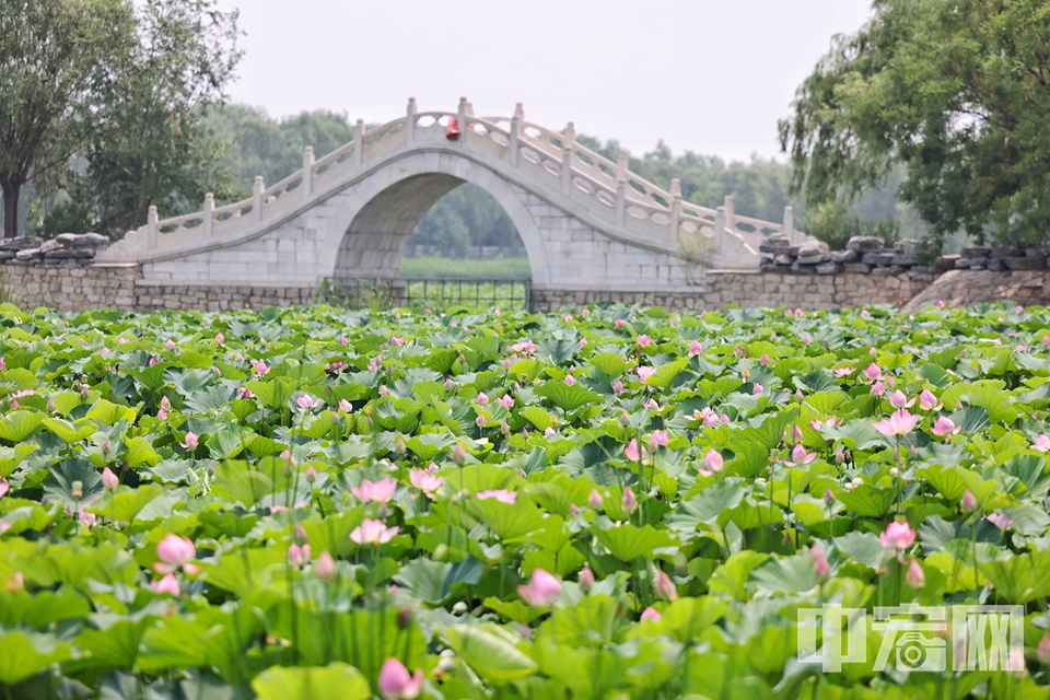 6月26日，北京海淀区上庄水库西侧，两个紧邻的荷塘中荷花盛开，中间半月形的拱桥横跨水面，如诗如画。仿佛一处世外桃源。 陈硕 摄